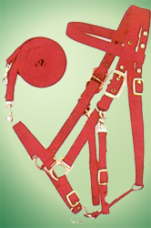 Halterbridle.jpg