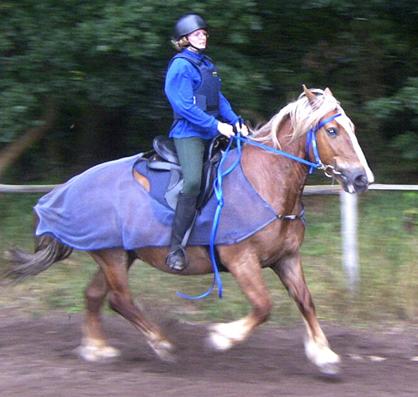 westernnylonbridle