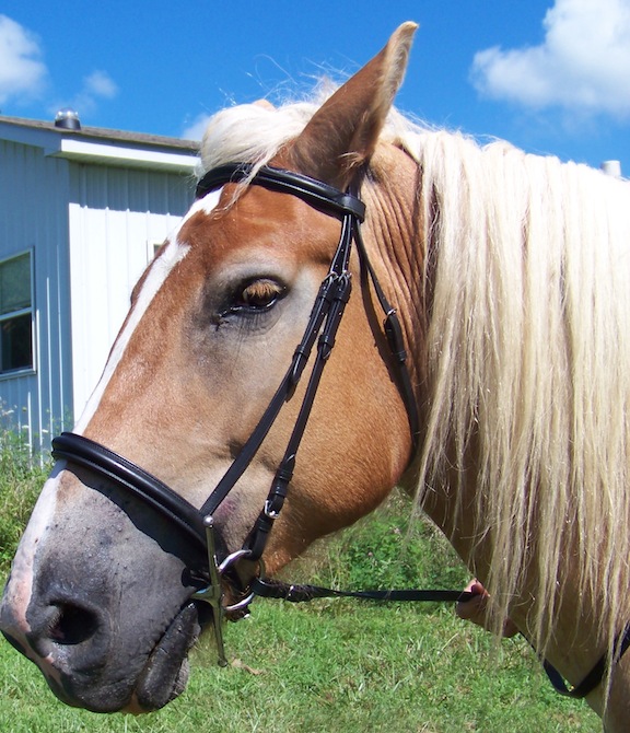 Draft Horse English Bridles