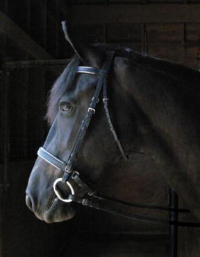 SW-4469Wexford Concha Bridle with Laced Rein