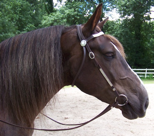 HAL-2016Brown Leather Show Bridle