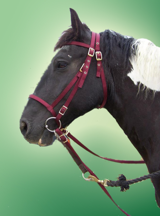 nylon horse tack