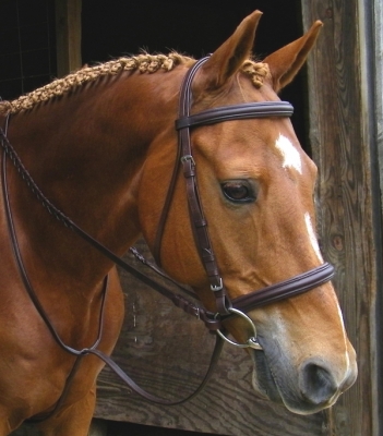 SW-6275 Elite Raised Padded Bridle